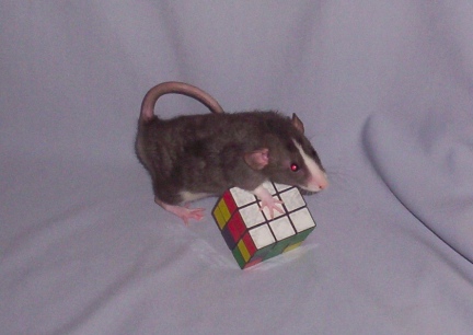 Solving The Cube