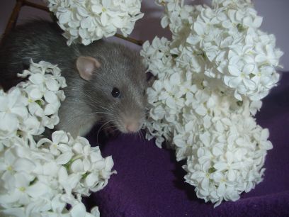 Josef in the Lilacs