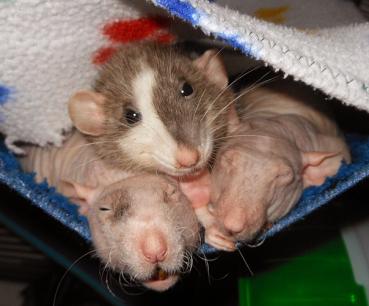 Castiel, Lexie, & Sammy having snuggles!